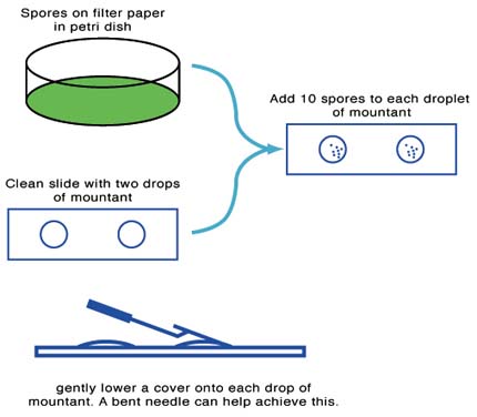 Diagram of slide preparation