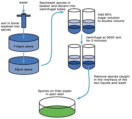 Diagram showing spore extraction