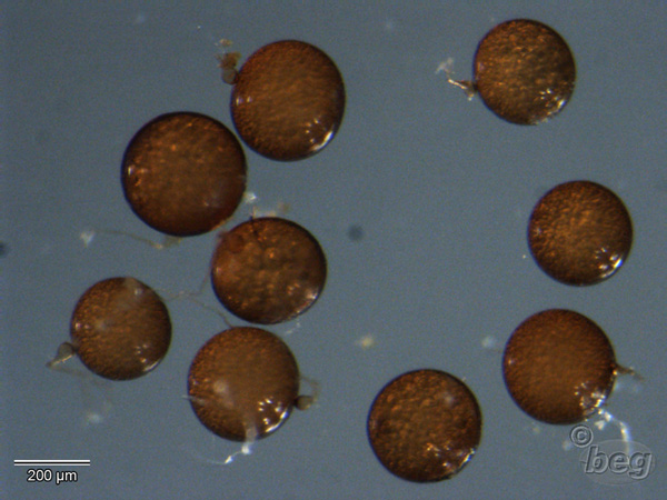racocetra castanea